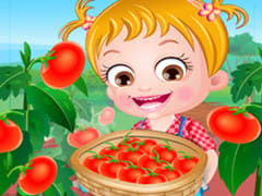 Baby Hazel Tomato Farming